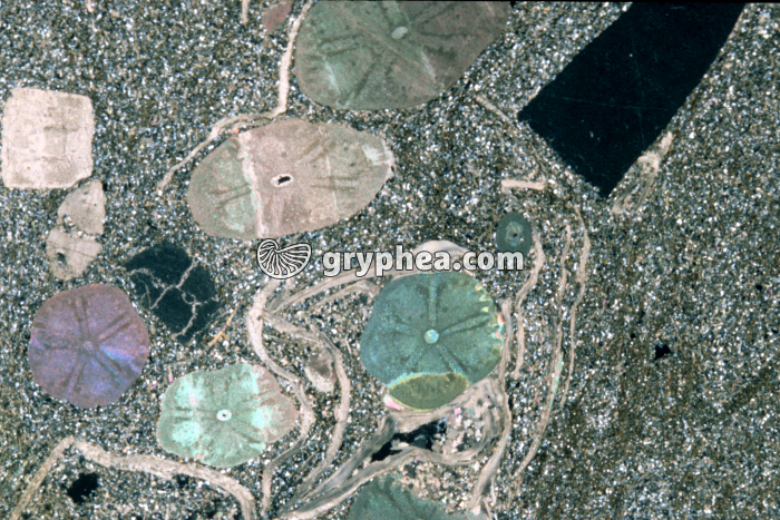 Grès médioliasique LPA x2 - gryphea.com